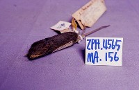 家鼷鼠藏品圖，第2張